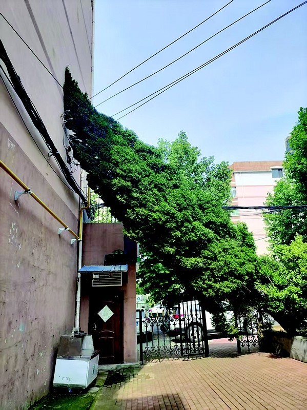 配资专业炒股配资网站 多方接力排险情 紧急处置倒伏危树